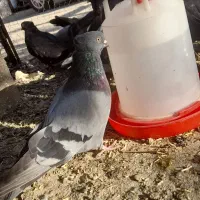 یه لونه ۸۰ تا کبوتر درجه یک خاص ب فروش میرسد