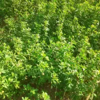 یونجه چن و سال اول