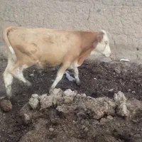 گوساله نر سیمنتال ۶ ماهه