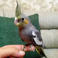 جوجه عروس هلندی فوق دستی سلامت دوست داشتنی