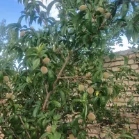 باغ|خدمات باغبانی و درختکاری|میلاجرد, |دیوار