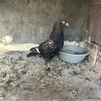 کبوتر فرفره .