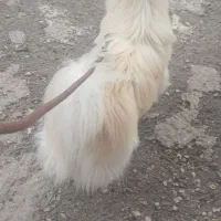سگ پامرانئن