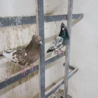 کله سبز و کله هفت رنگ، پشت‌ هفت رنگ و پشت زرد