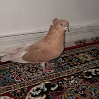 کبوتر