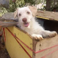 سگ پاکوتاه زبل