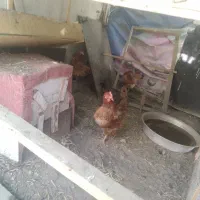 5 عدد مرغ تخم گذار