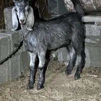 کهره نر و ماده