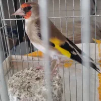 سهره کرمانی نر