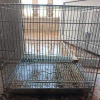قفس سهره. قناری . سهره قناری