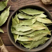 برگ بو و رزماری نو، تازه و خشک