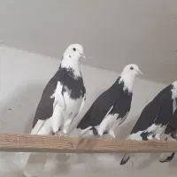 کفتر۲۰نروماده جنس ابلغ سیاه سرورپشی عالی بشرط یکجا