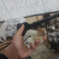 جوجه