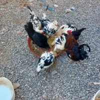 مرغ نژاد گلین لری رنگ پنگوئنی درجه ۱