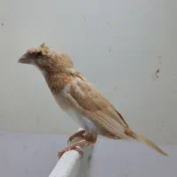 فنچ بنگالی چشم قرمز
