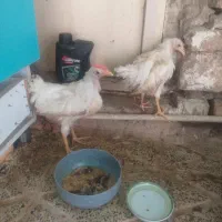 ۲عدد جوجه ۲ماهه
