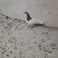 خال سرخ نر صید