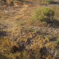 زمین مسکونی