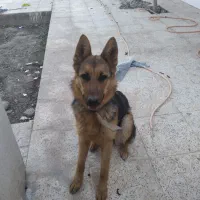 واگذاری سگ ژرمن ورکلاین