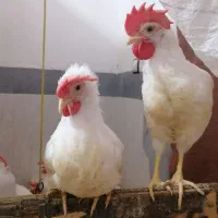 خروس ماشینی