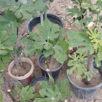 نهال انجیر درجه یک سمنان