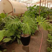 گل برگ انجیری مانسترا برگ پهن ارسال رایگان