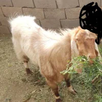 فروش گوسفند