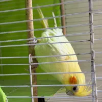 عروس هلندی