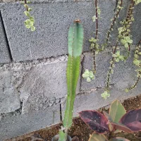 دونه ای ۵۰