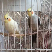 یک جفت عروس هلندی