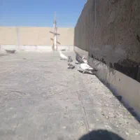 کبوتر همه جوره