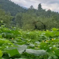 زمین مسکونی ۶۰۰ متر در گردپشته شهربیجار