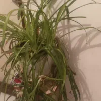 تعدادی گل به قیمت مناسب
