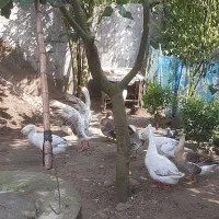 فروش ۱۶ عدد قوغاز بزرگ