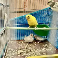 جفت مرغ‌عشق همراه با جوجه