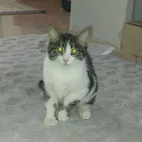 بچه گربه