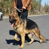 سگ جرمن اصل