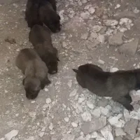 ال