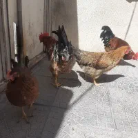 مرغ و خروس