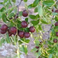 عناب تازه