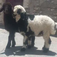 ۲عدد بره نر فر دست پا بلند درجه یک دوقلو نرو ماده