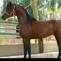 پانسیون اسب