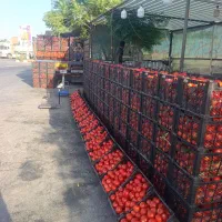 عرضه مستقیم گوجه ربی درجه یک شیرازی.