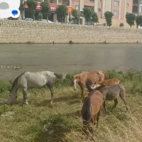 اسب
