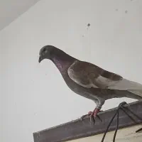 ساعت بنزینگ کفتر پلاکی