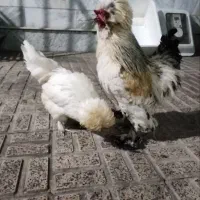 خروس سلطان