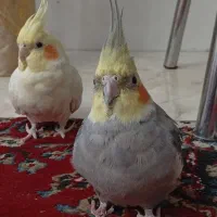 جفت عروس هلندی