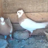 کبوتر طوقی زرد بازیکن بهبهونی