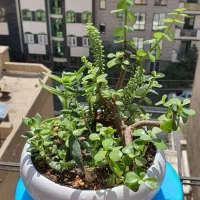 گیاه ساکولنت و کاکتوس تکثیری خونگی