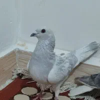 کفتر یا کبوتر